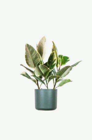 Calathea Beauty Star